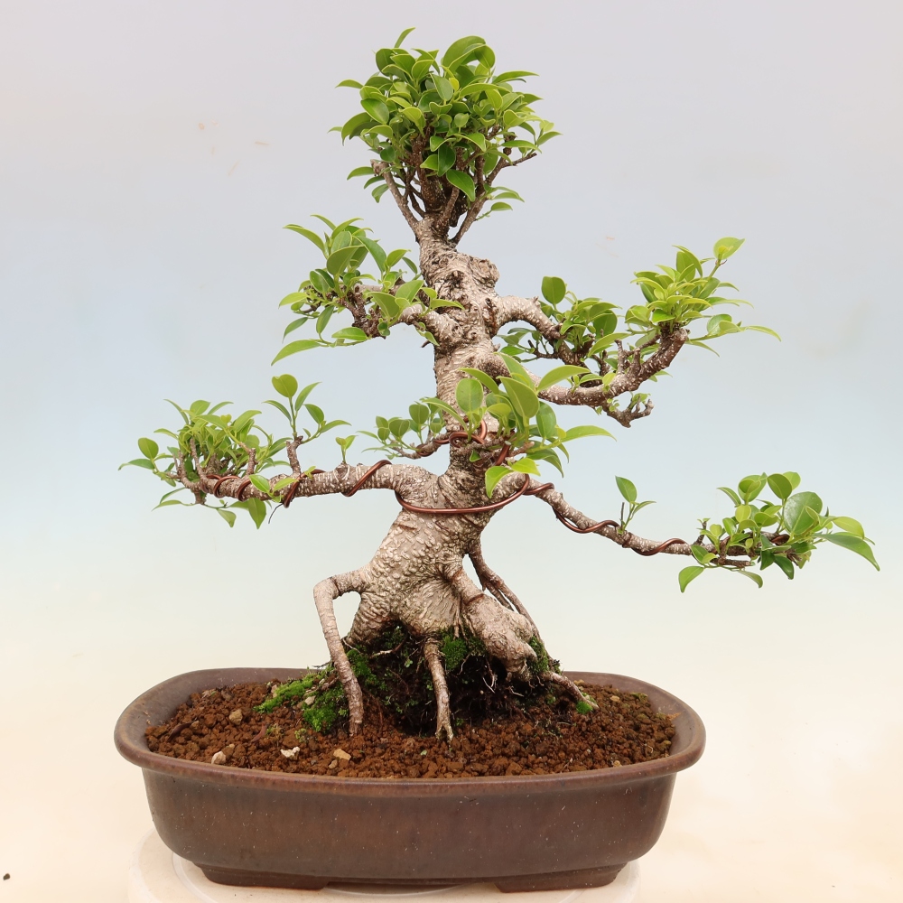 Pokój bonsai - Ficus kimmen - figowiec drobnolistny