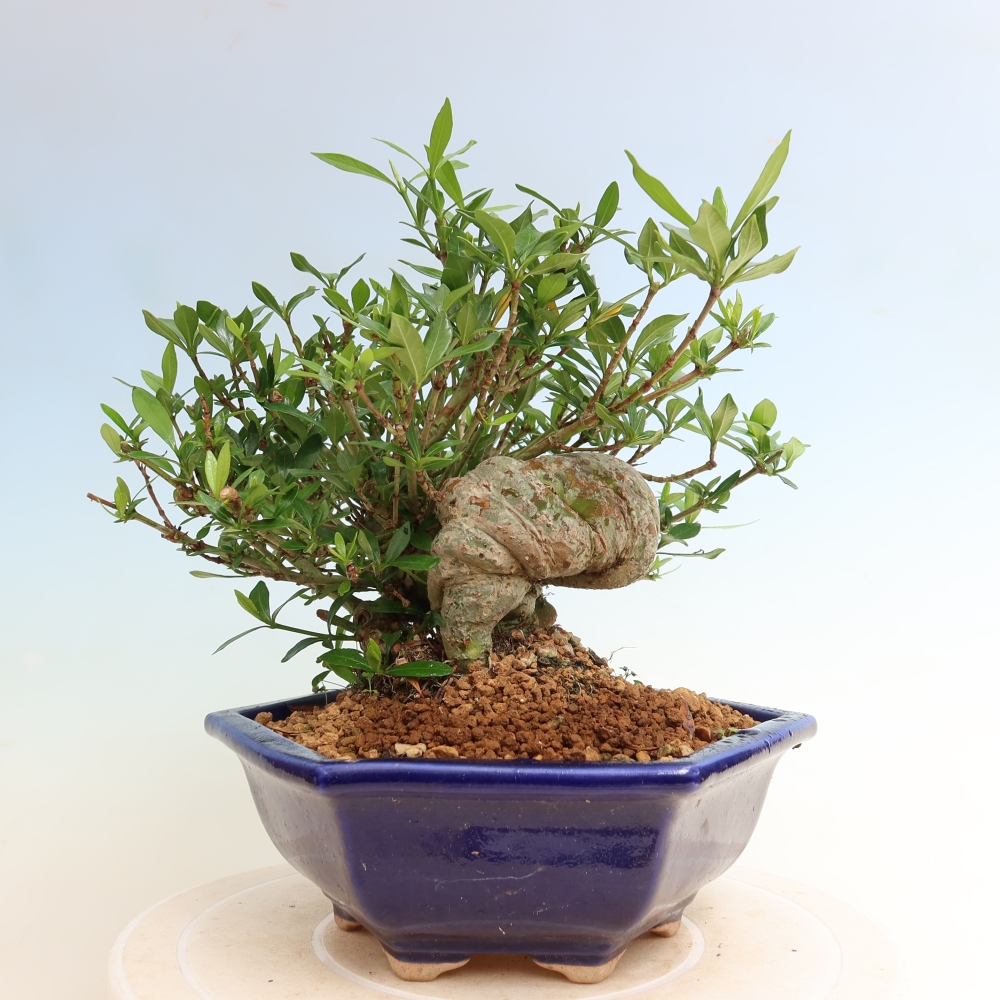Bonsai pokojowe – Gardenia jasminoides – Gardenia