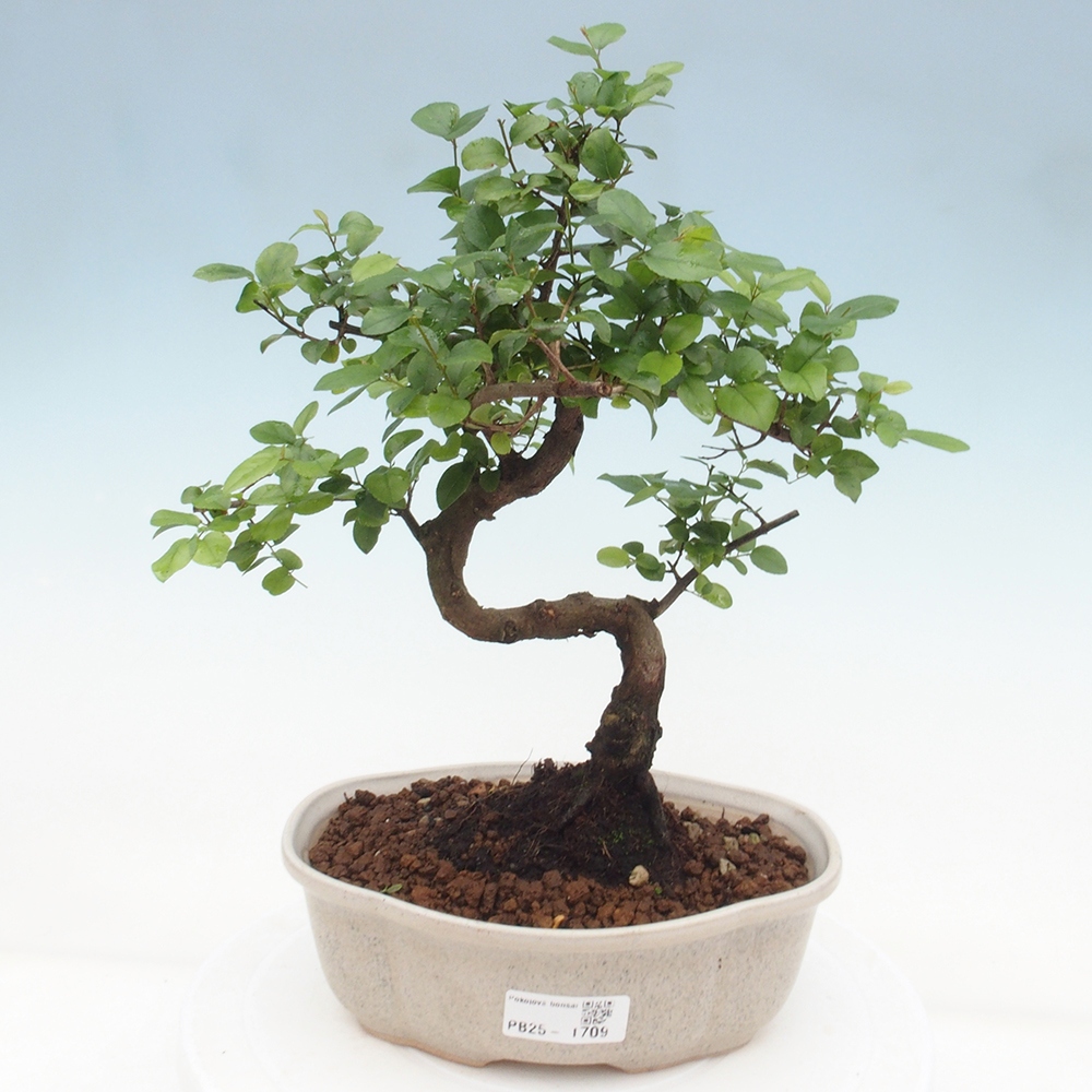 Bonsai wewnętrzne - Sagerécie thea - Sagerécie thea