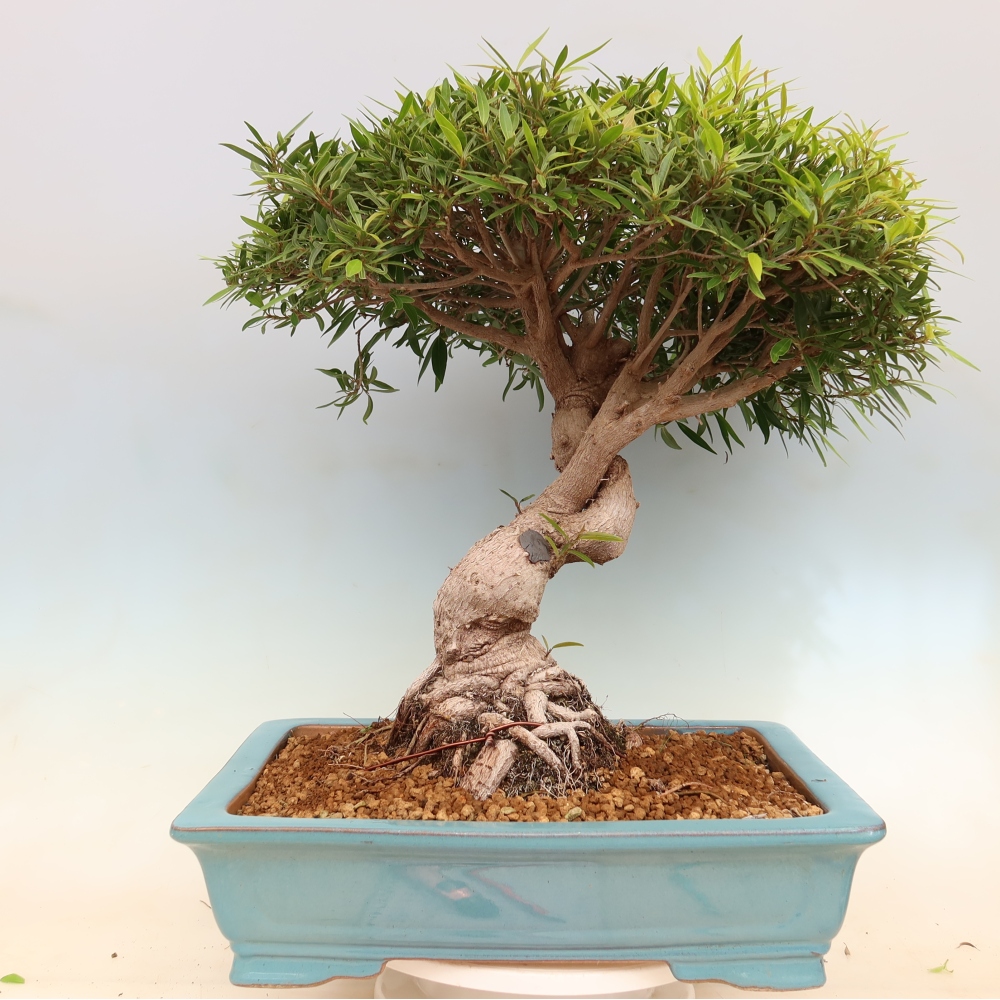 Pokój bonsai - Ficus nerifolia - figowiec drobnolistny