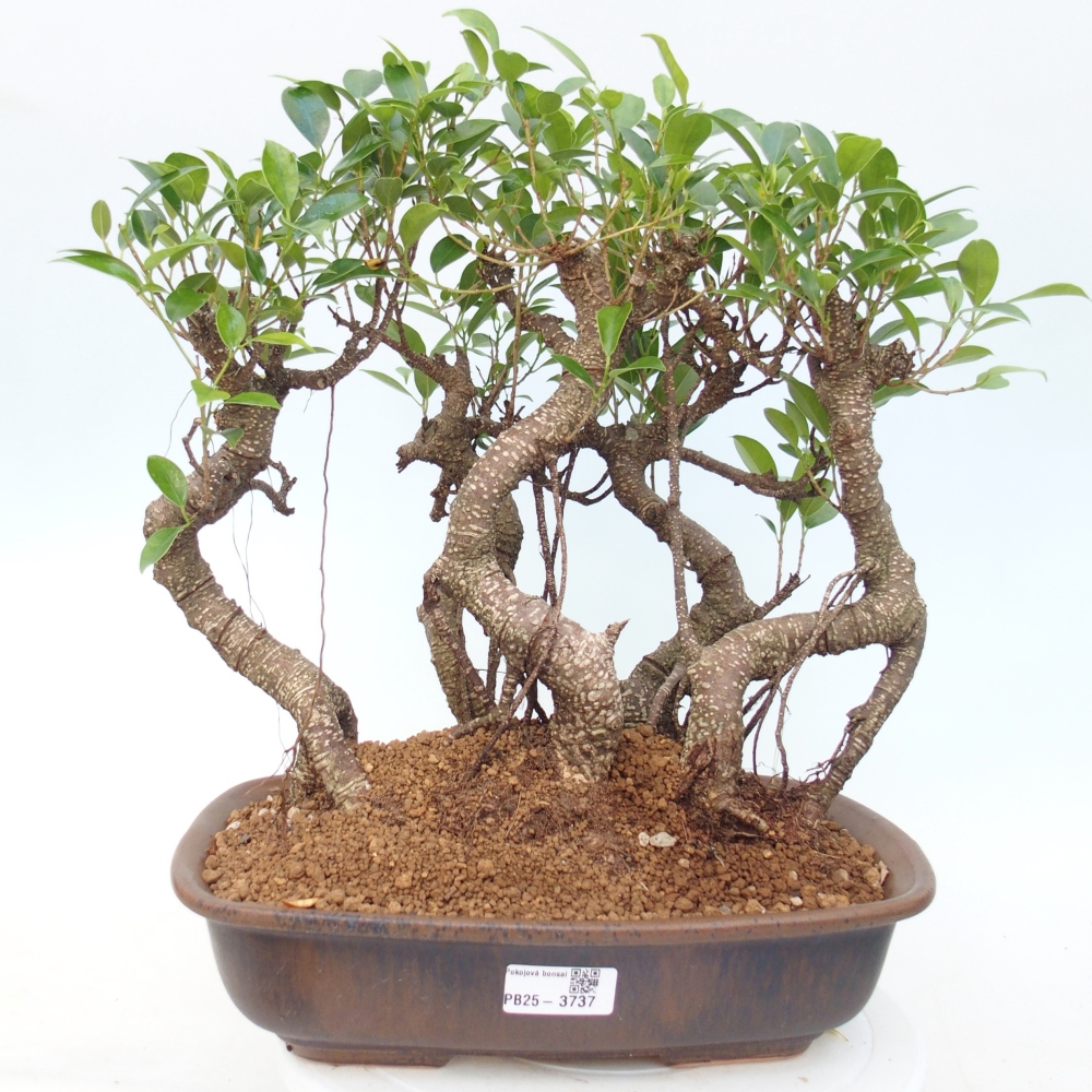 Pokój bonsai - Ficus kimmen - figowiec drobnolistny