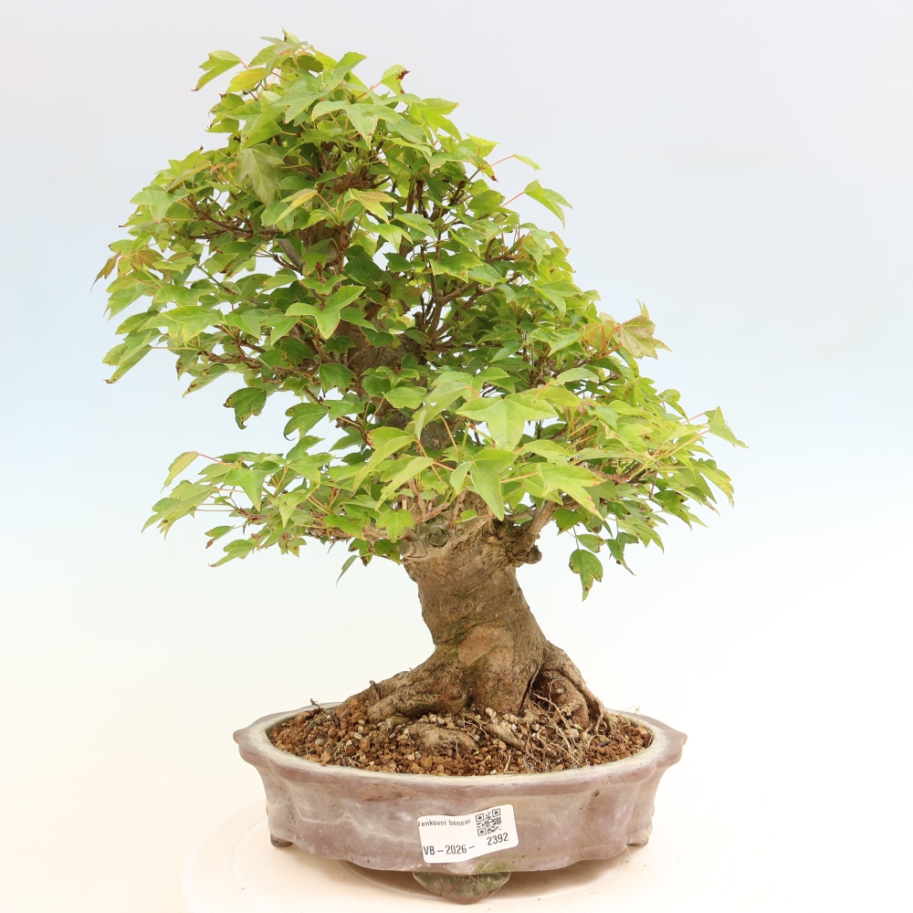 Outdoor bonsai - Klon burgeryjski - Acer burgerianum