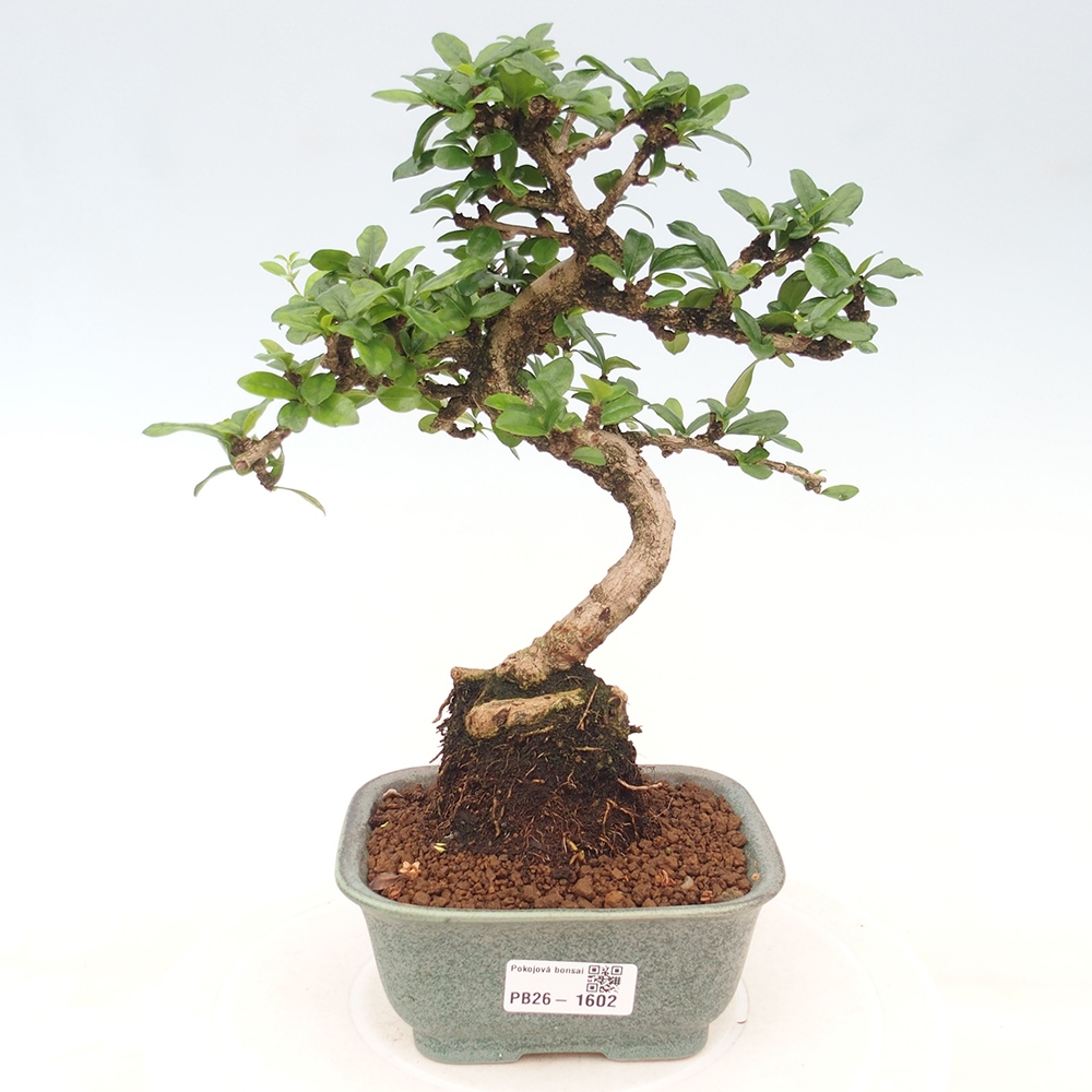 Bonsai pokojowe - Carmona macrophylla - Tea fuki