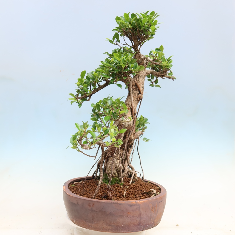 Pokój bonsai - Ficus kimmen - figowiec drobnolistny