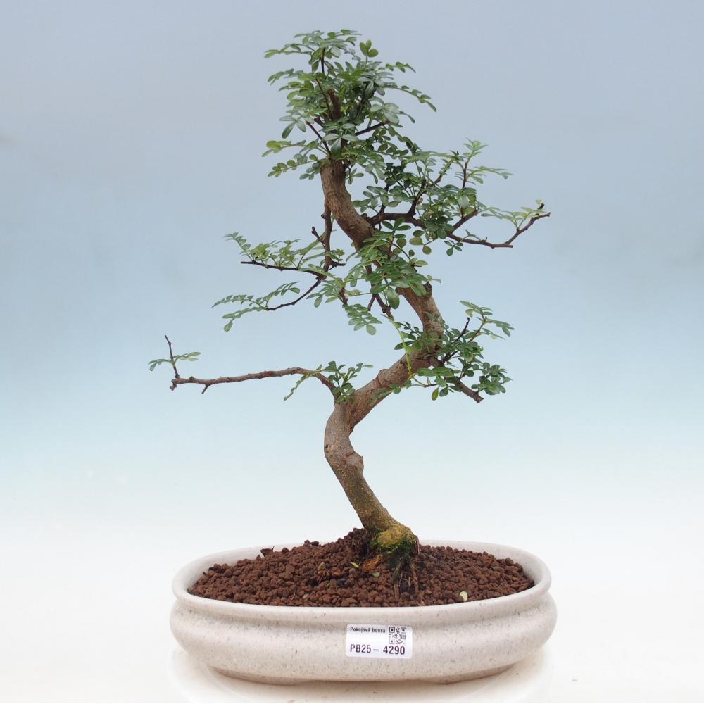 Pokój bonsai - Zantoxylum piperitum - drzewo pieprzowe