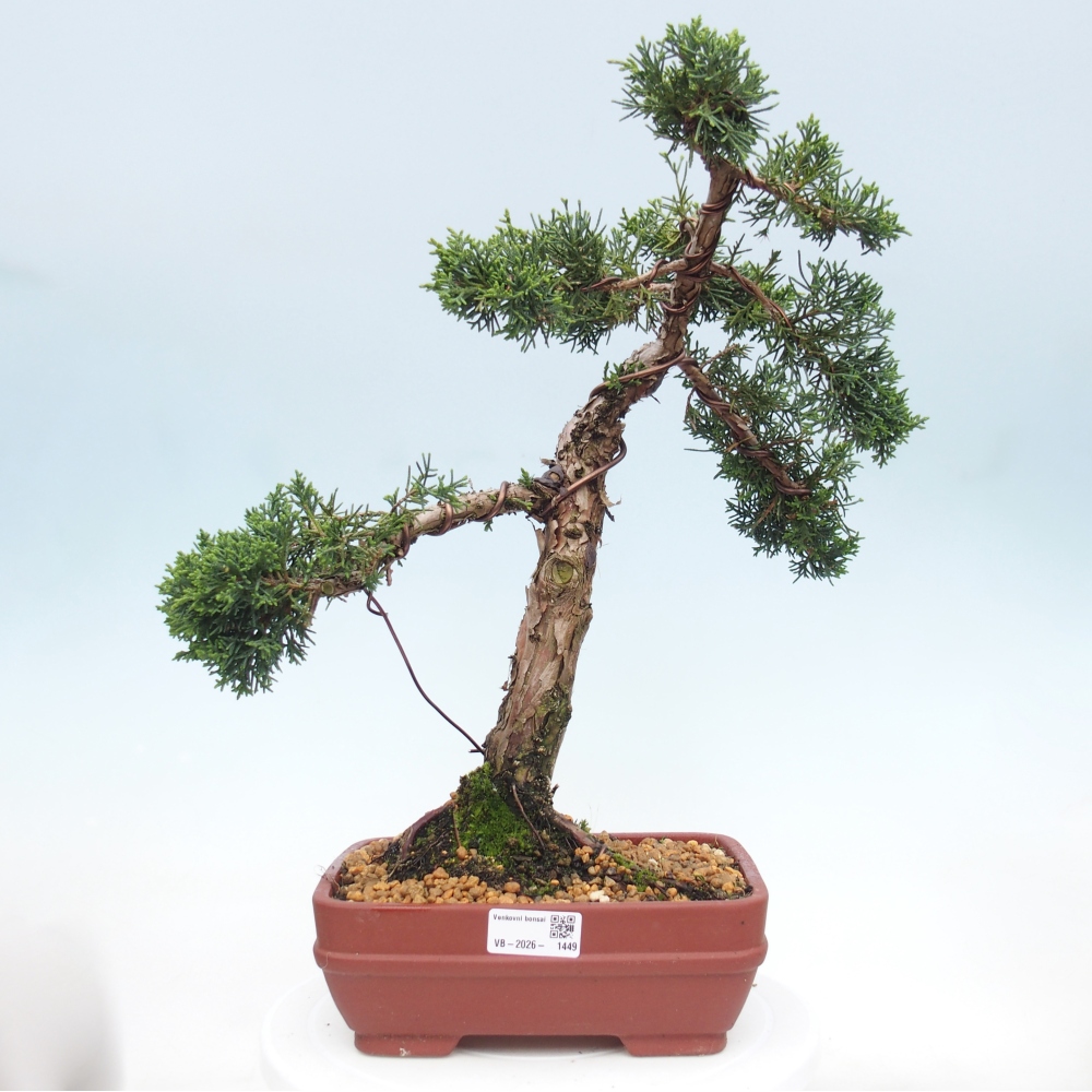 Outdoor bonsai - Juniperus chinensis Kishu
