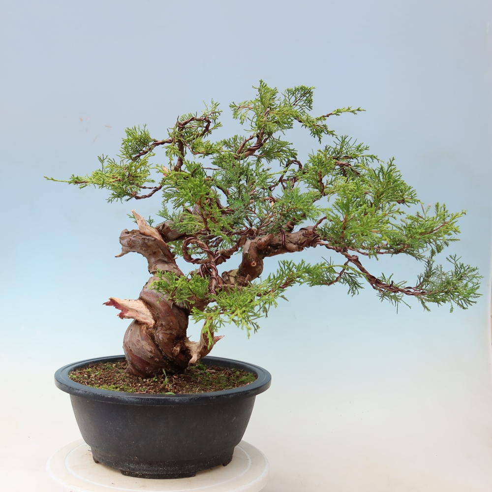 Bonsai ogrodowe – Juniperus chinensis Itoigawa – jałowiec chiński