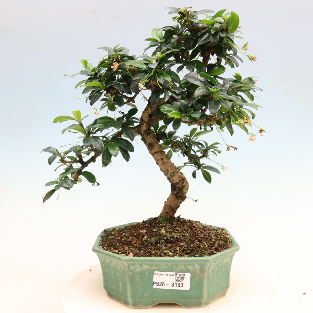 Bonsai pokojowe - Carmona macrophylla - Tea fuki