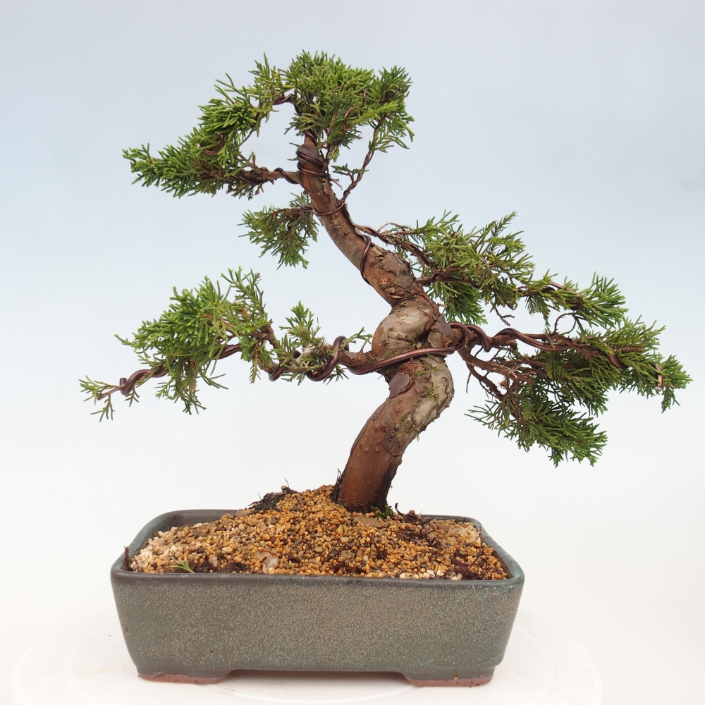Outdoor bonsai - Juniperus chinensis Itoigawa - Jałowiec chiński