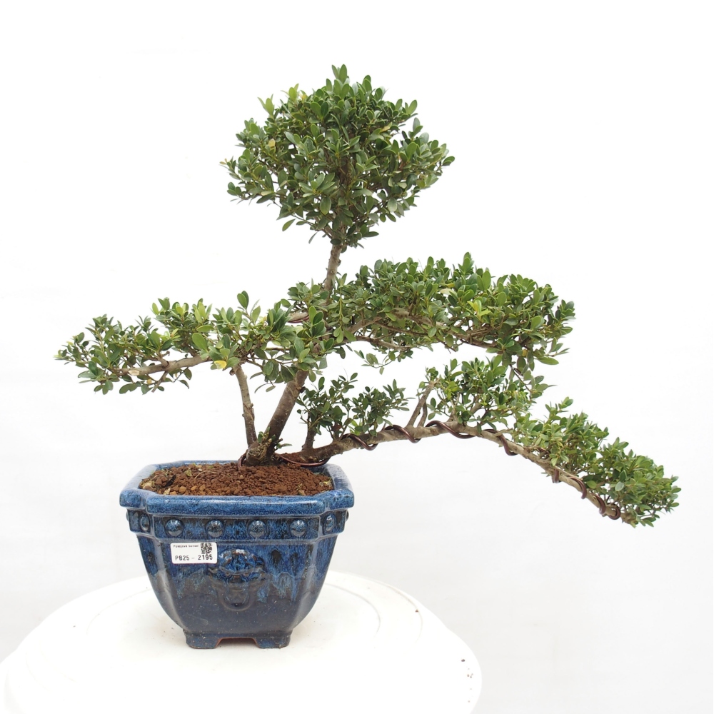 Kryty bonsai - Ilex crenata - Holly