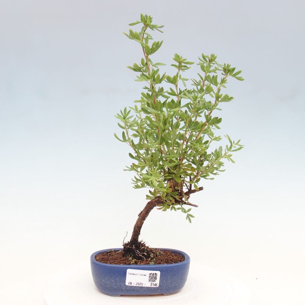 Outdoor bonsai-Pięciolistnik - Potentila fruticosa żółty Ptak