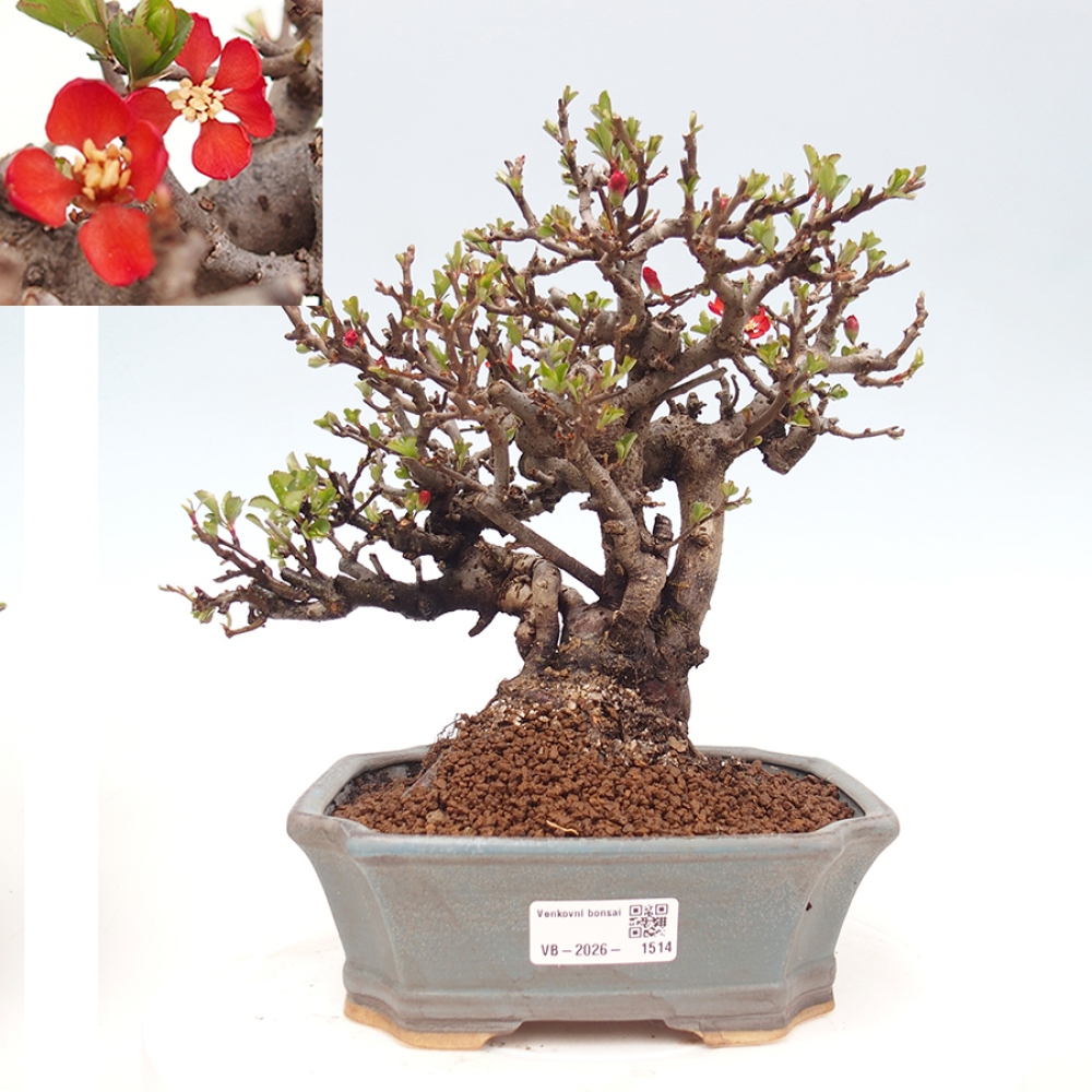Bonsai zewnętrzne - Chaneomeles speciosa - Pigwa