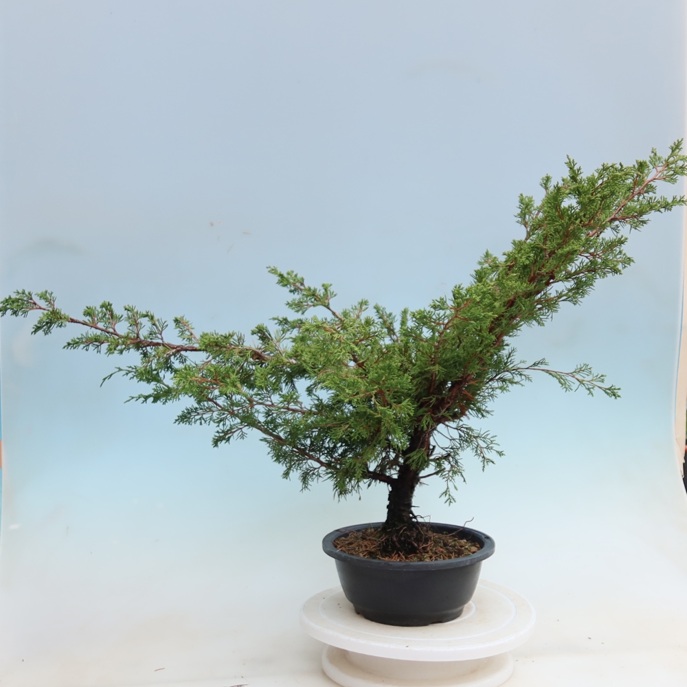 Bonsai ogrodowe – Juniperus chinensis Itoigawa – jałowiec chiński