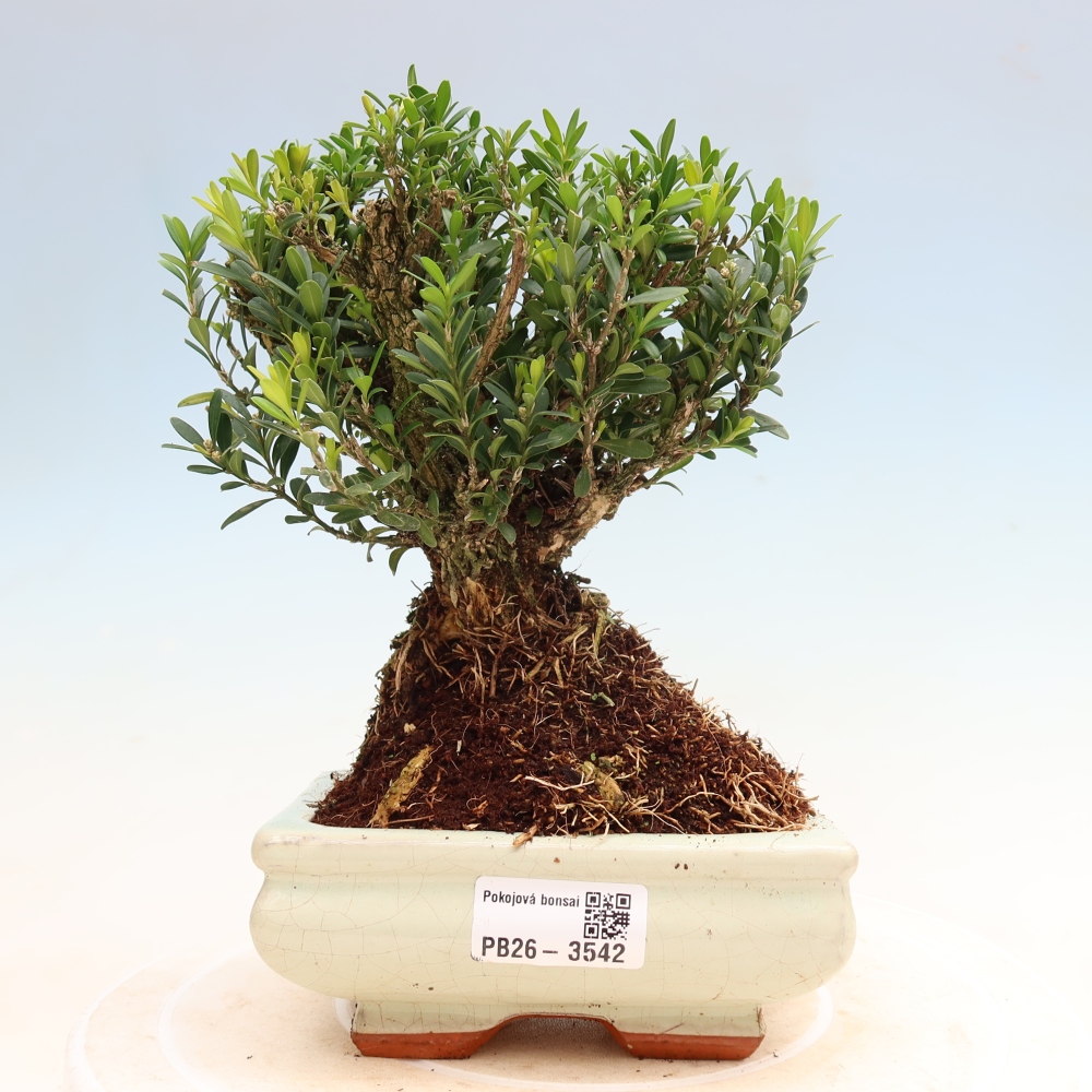 Pokój bonsai - Buxus harlandii - buxus korkowy