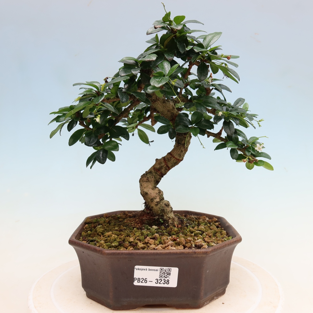 Bonsai pokojowe - Carmona macrophylla - Tea fuki