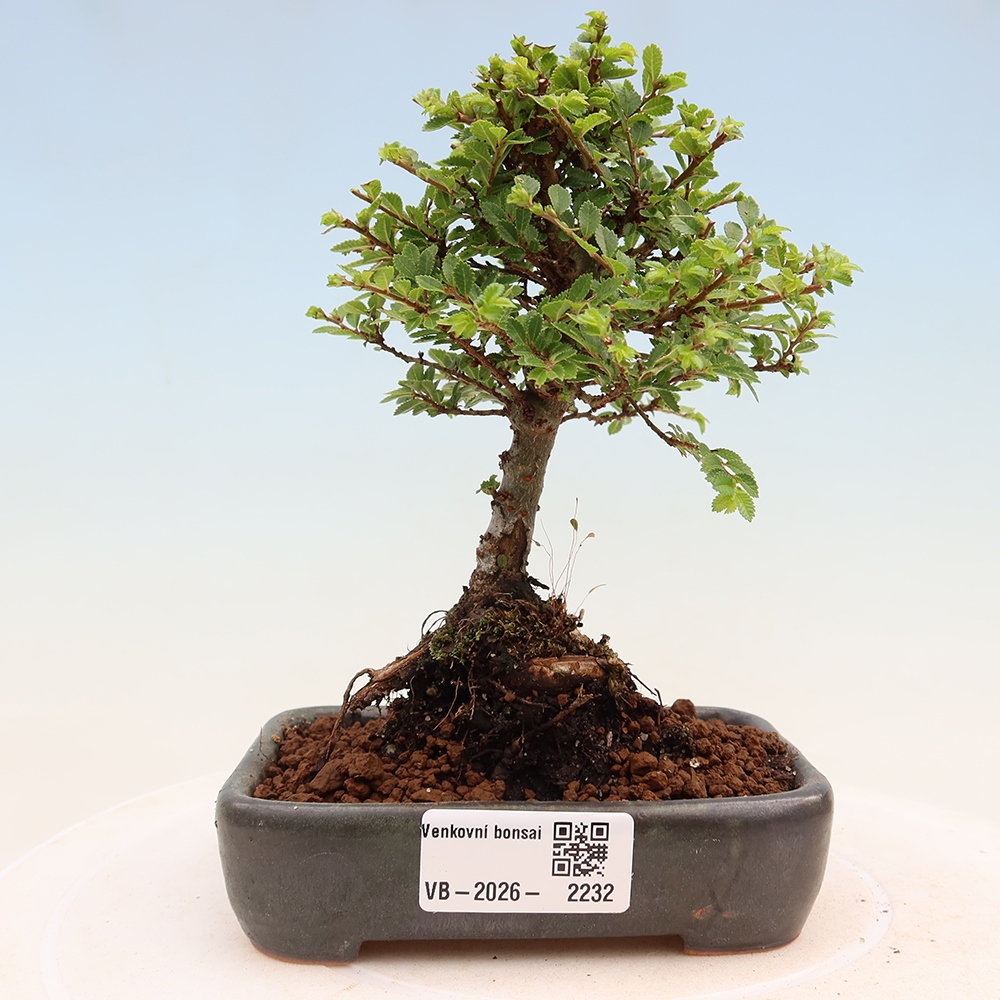 Bonsai ogrodowe – Ulmus parvifolia Sagei – wiąz drobnolistny