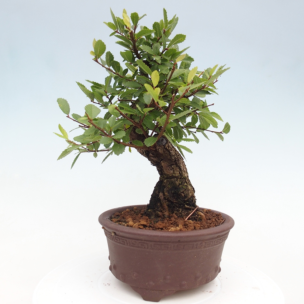 Bonsai na zewnątrz - Zelkova - Zelkova serrata