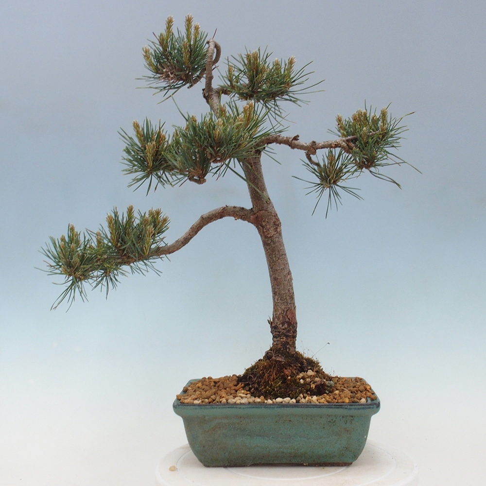 Outdoor bonsai - Pinus Sylvestris - sosna zwyczajna