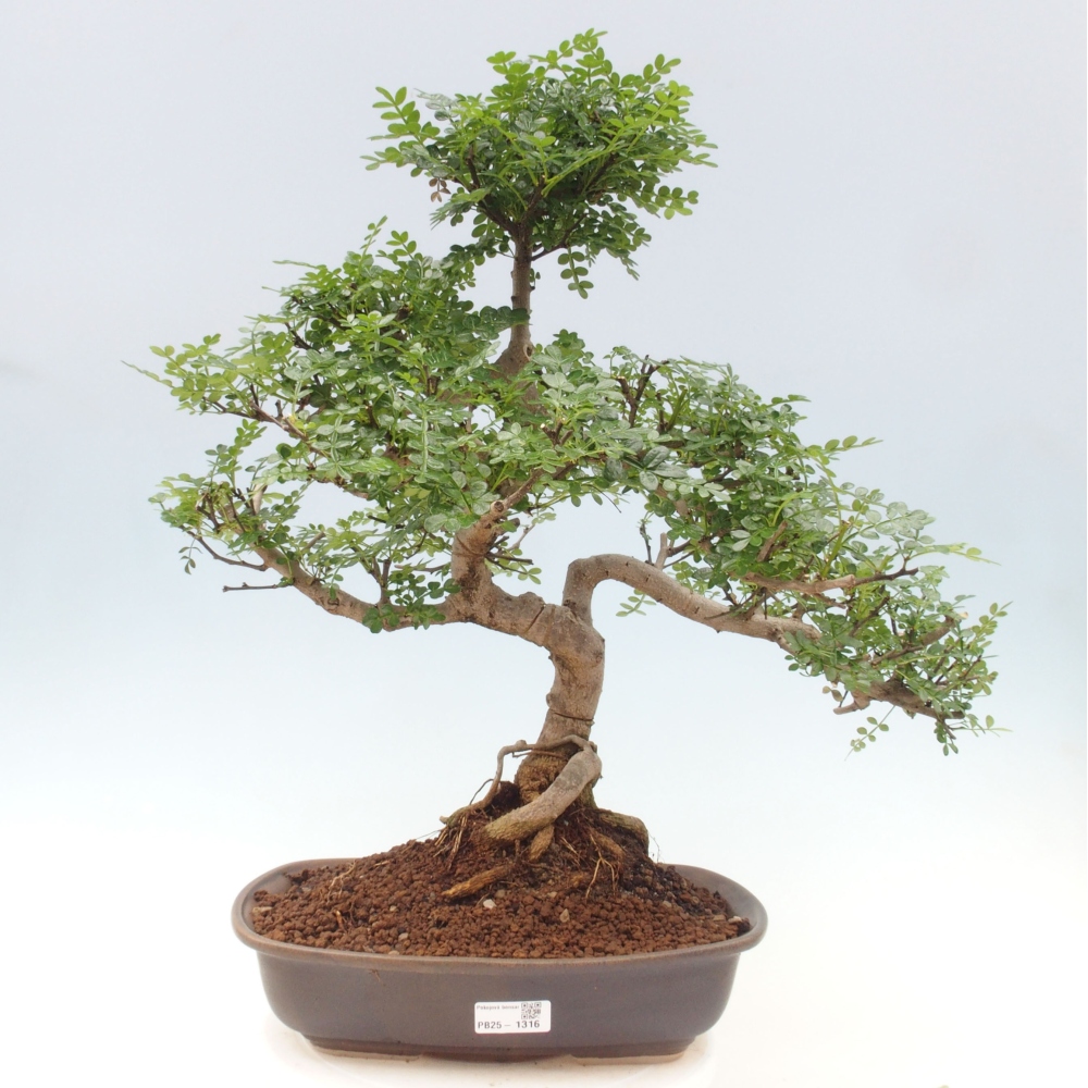 Bonsai do wnętrz - Zantoxylum piperitum - Mięta pieprzowa