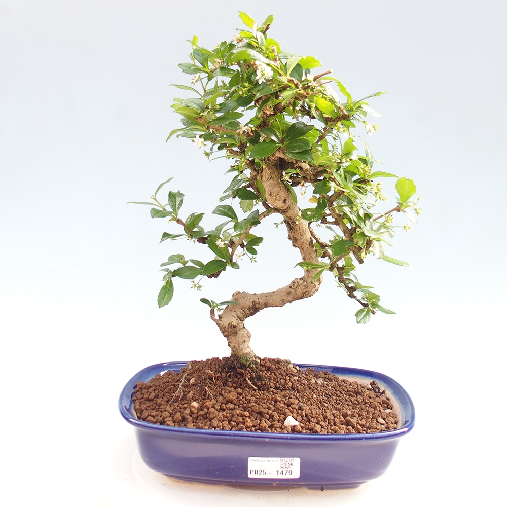 Pokój bonsai - Carmona macrophylla - Tea fuki