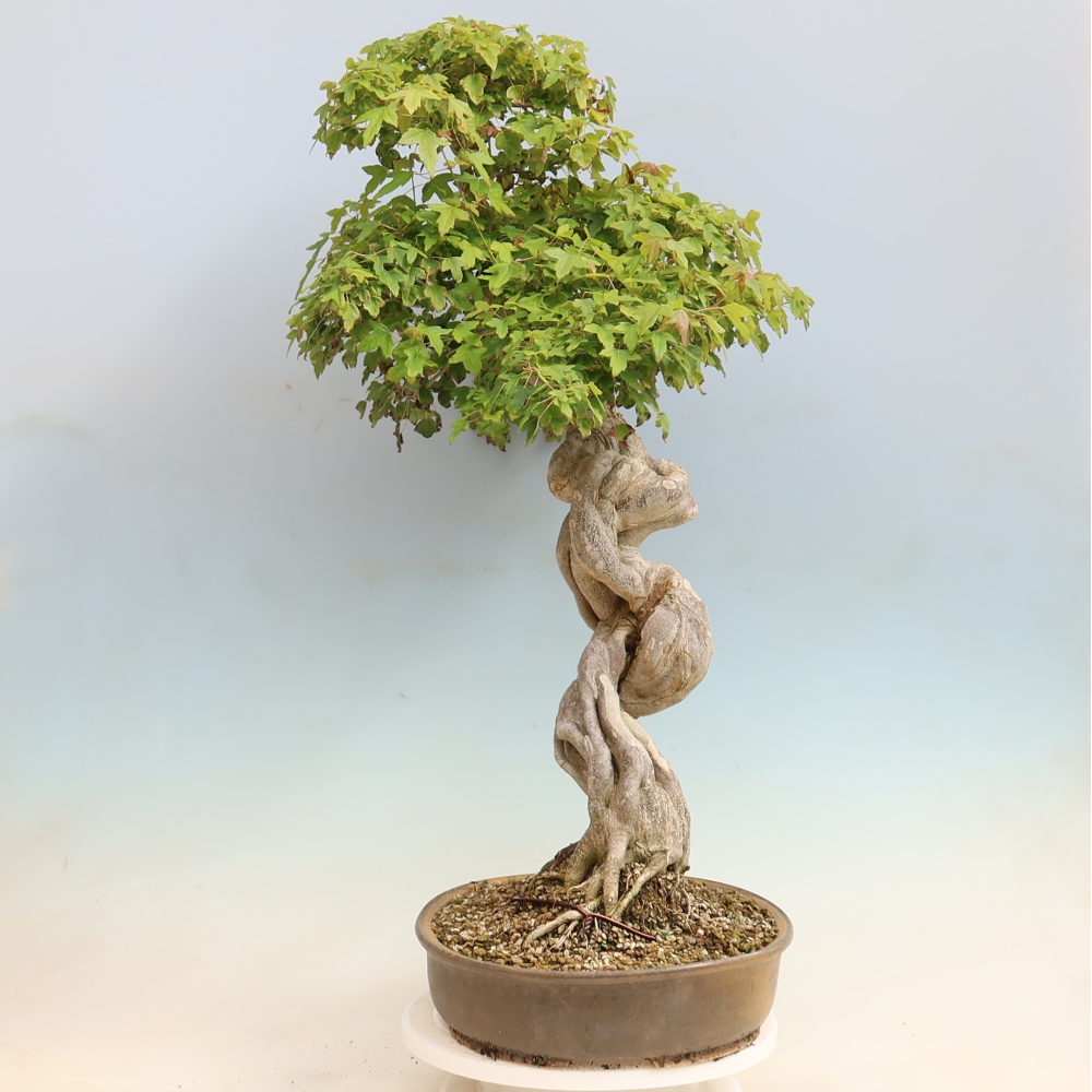 Outdoor bonsai - Acer Buergerianum - Klon Burger