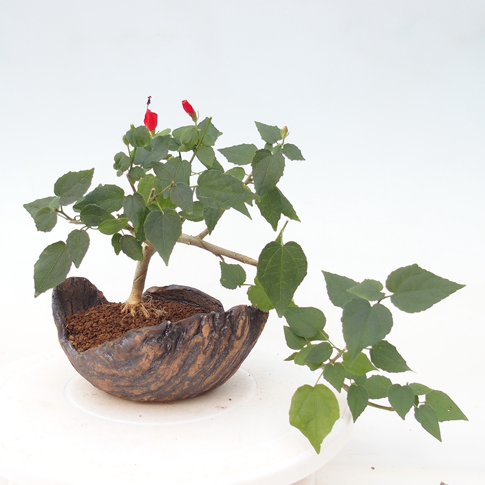Bonsai domowe - Malvaviscus arboreus