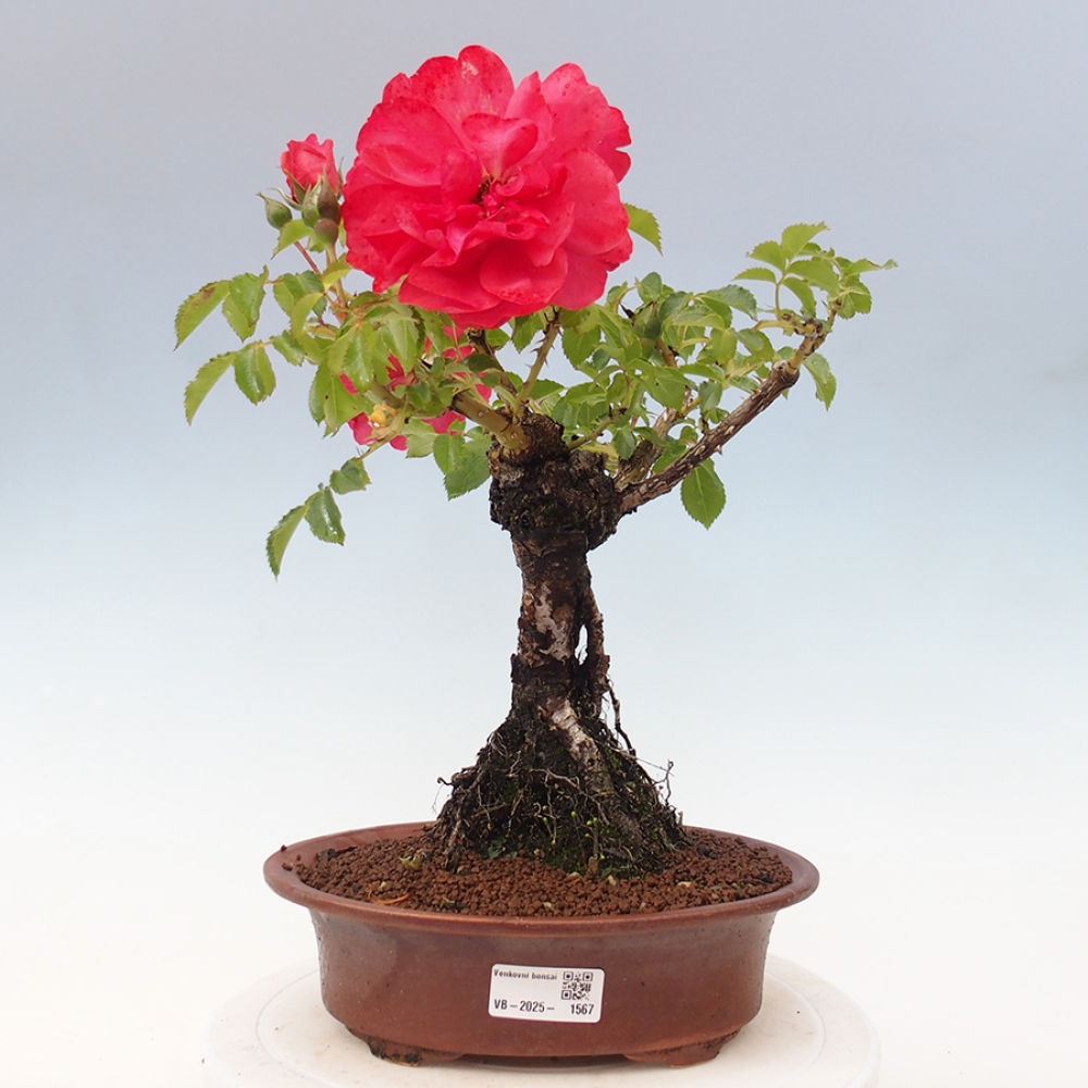Bonsai na zewnątrz - Rosa Kordes - róża 