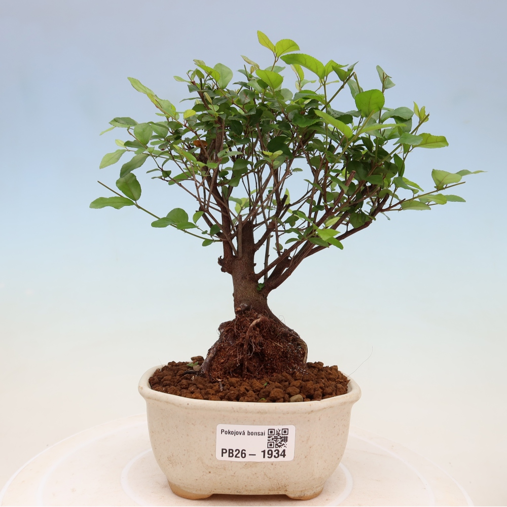 Bonsai pokojowe - Sageretia thea - Sageretia thea