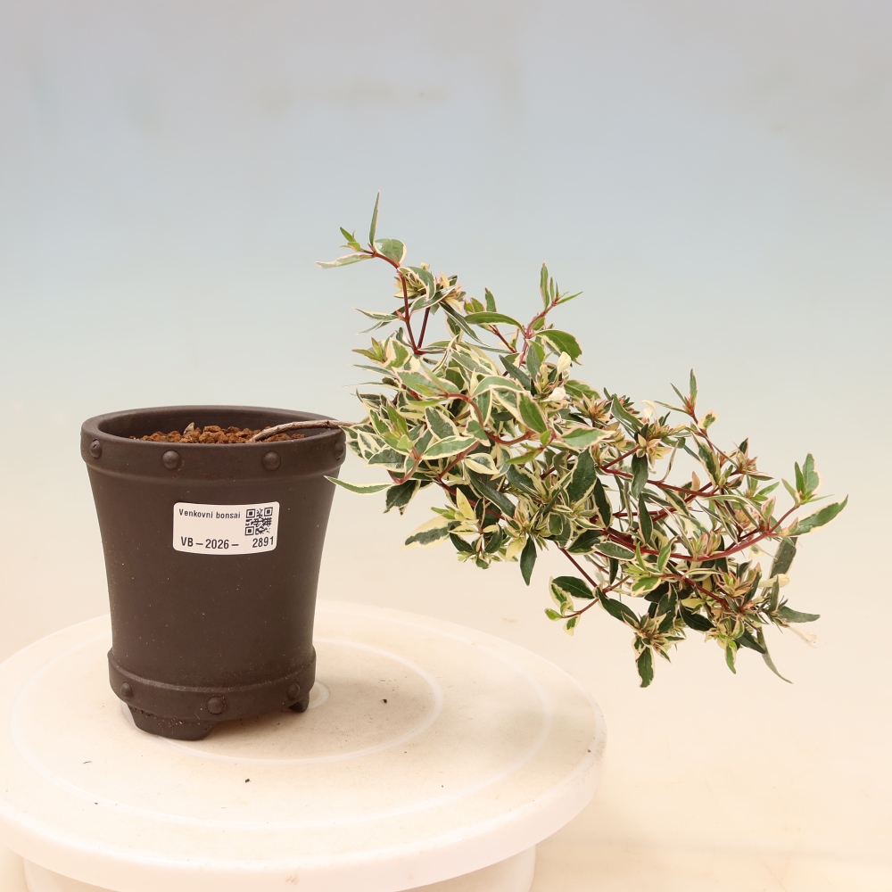 Bonsai ogrodowe – Abelia gr. Confetti – Abelia wielkokwiatowa