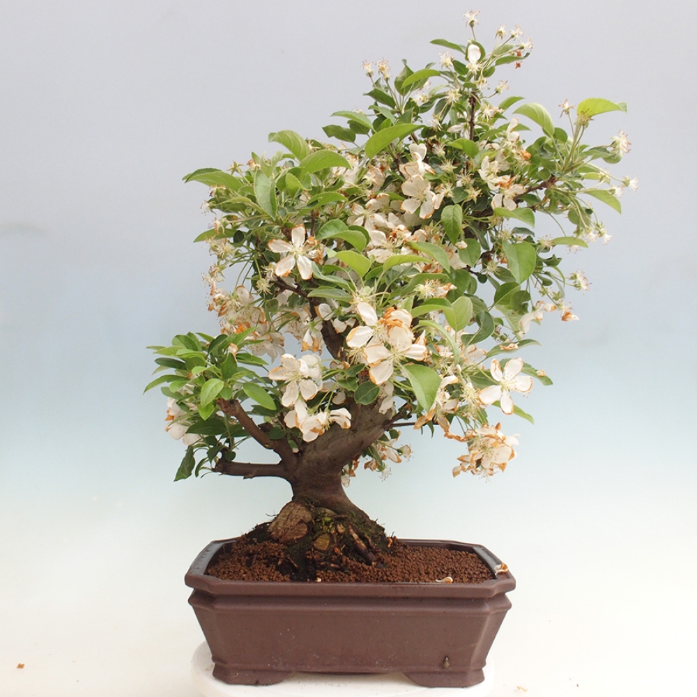 Bonsai plenerowe - Malus Halliana - Jabłoń drobnoowocowa