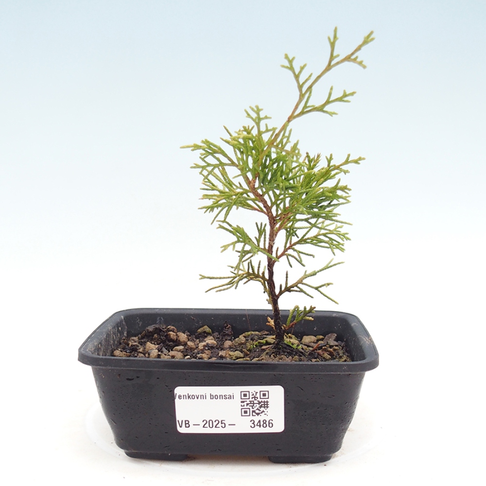 Outdoor bonsai - Juniperus chinensis Itoigawa