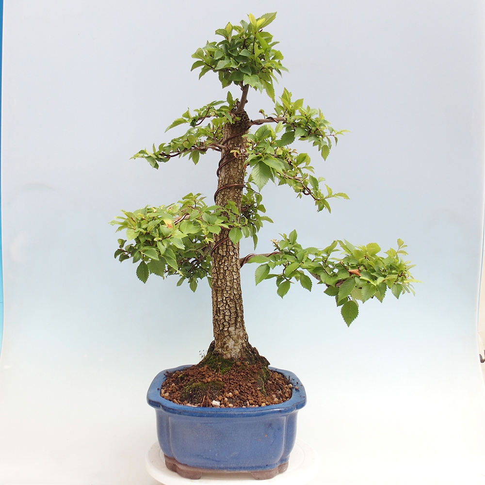 Outdoor bonsai - Zelkova - Zelkova NIRE