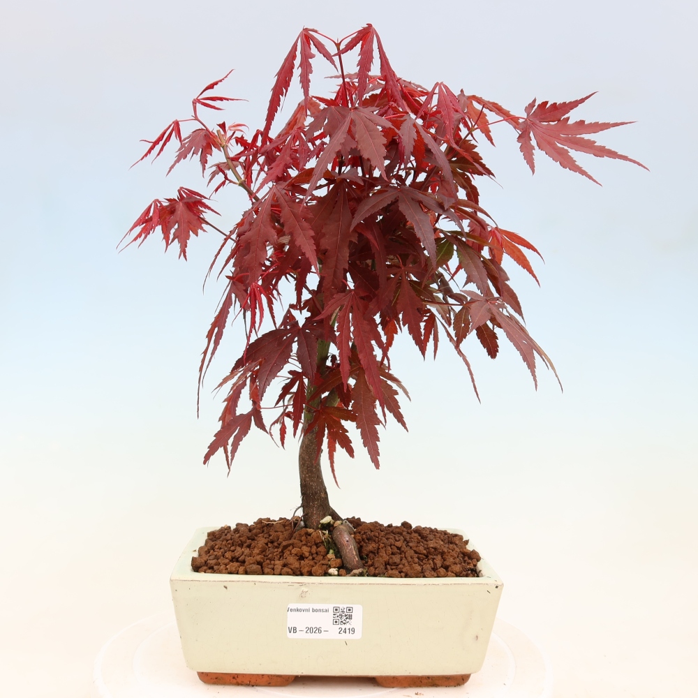Bonsai na zewnątrz - Palma Acer. Atropurpureum-Javor palmate