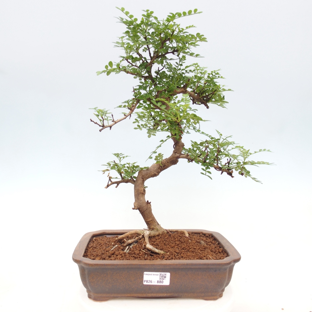 Pokój bonsai - Zantoxylum piperitum - drzewo pieprzowe