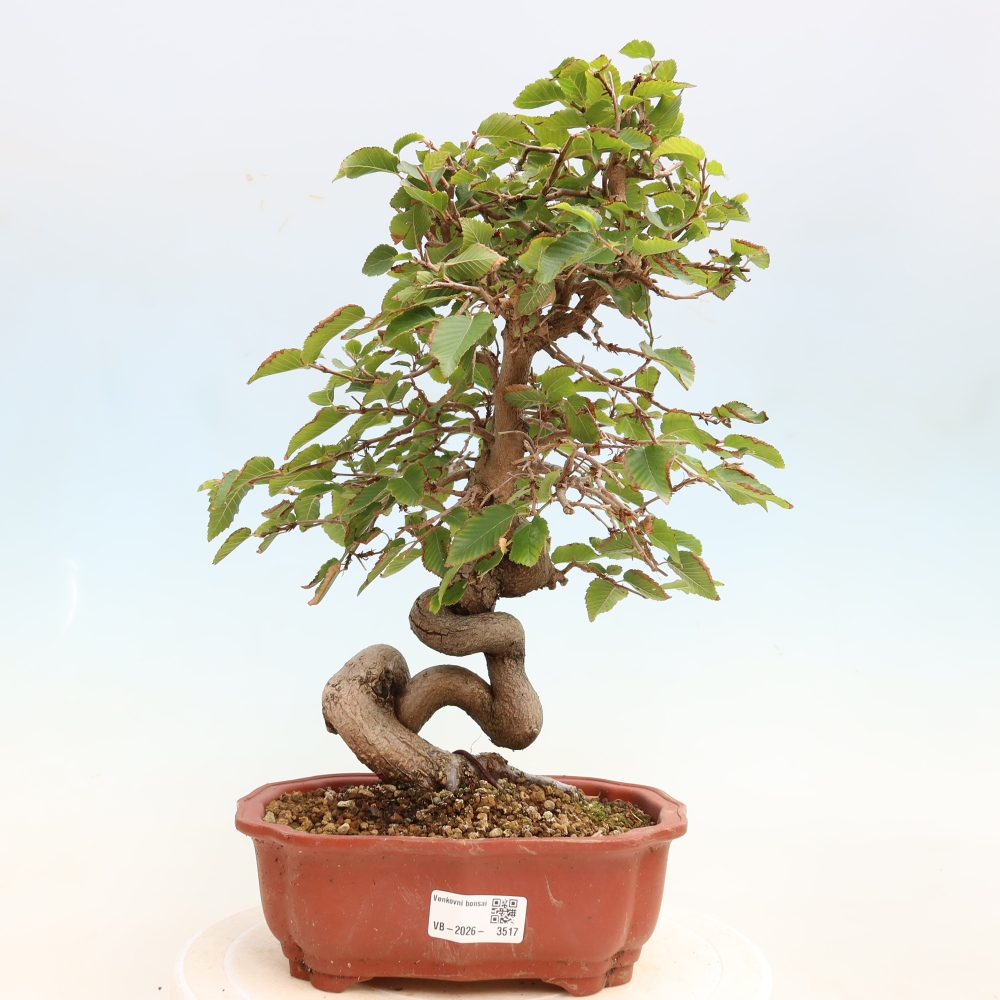 Outdoor bonsai - Carpinus CARPINOIDES - grab koreański