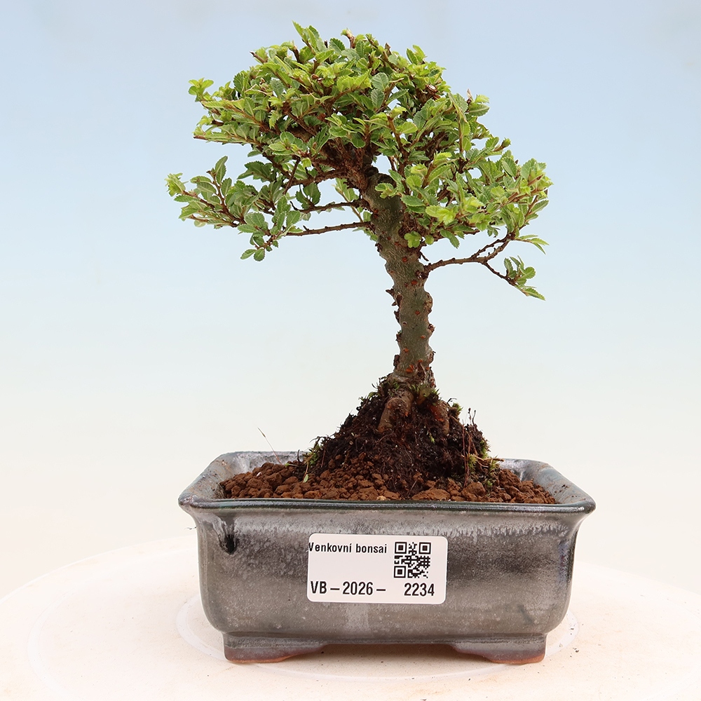 Bonsai ogrodowe – Ulmus parvifolia Sagei – wiąz drobnolistny