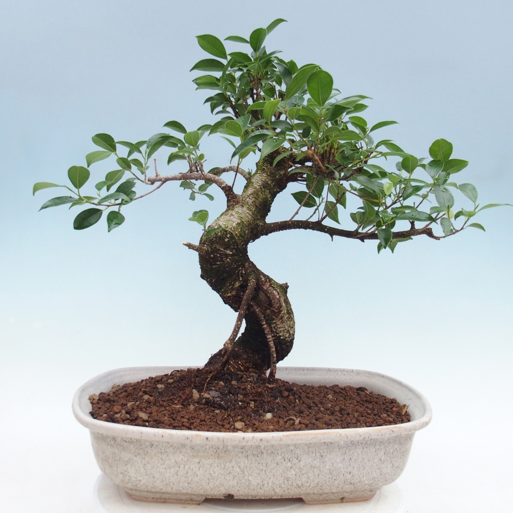 Pokój bonsai - Ficus retusa - figowiec drobnolistny