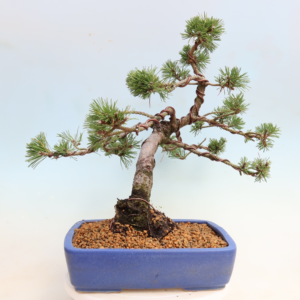 Bonsai ogrodowe – Pinus mugo Humpy – sosna karłowata
