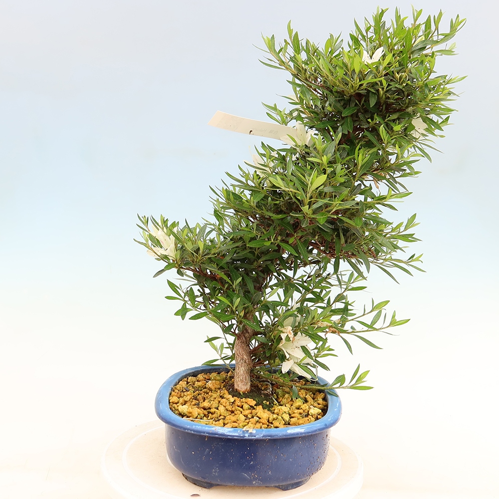 Bonsai zewnętrzne - Azalia japońska - Azalia Hakurin