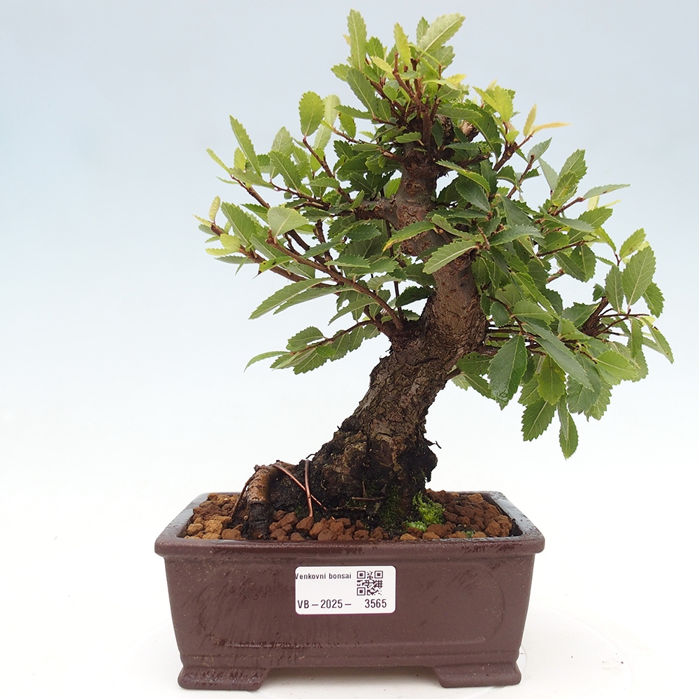 Bonsai zewnętrzne - Zelkova - Zelkova NIRE