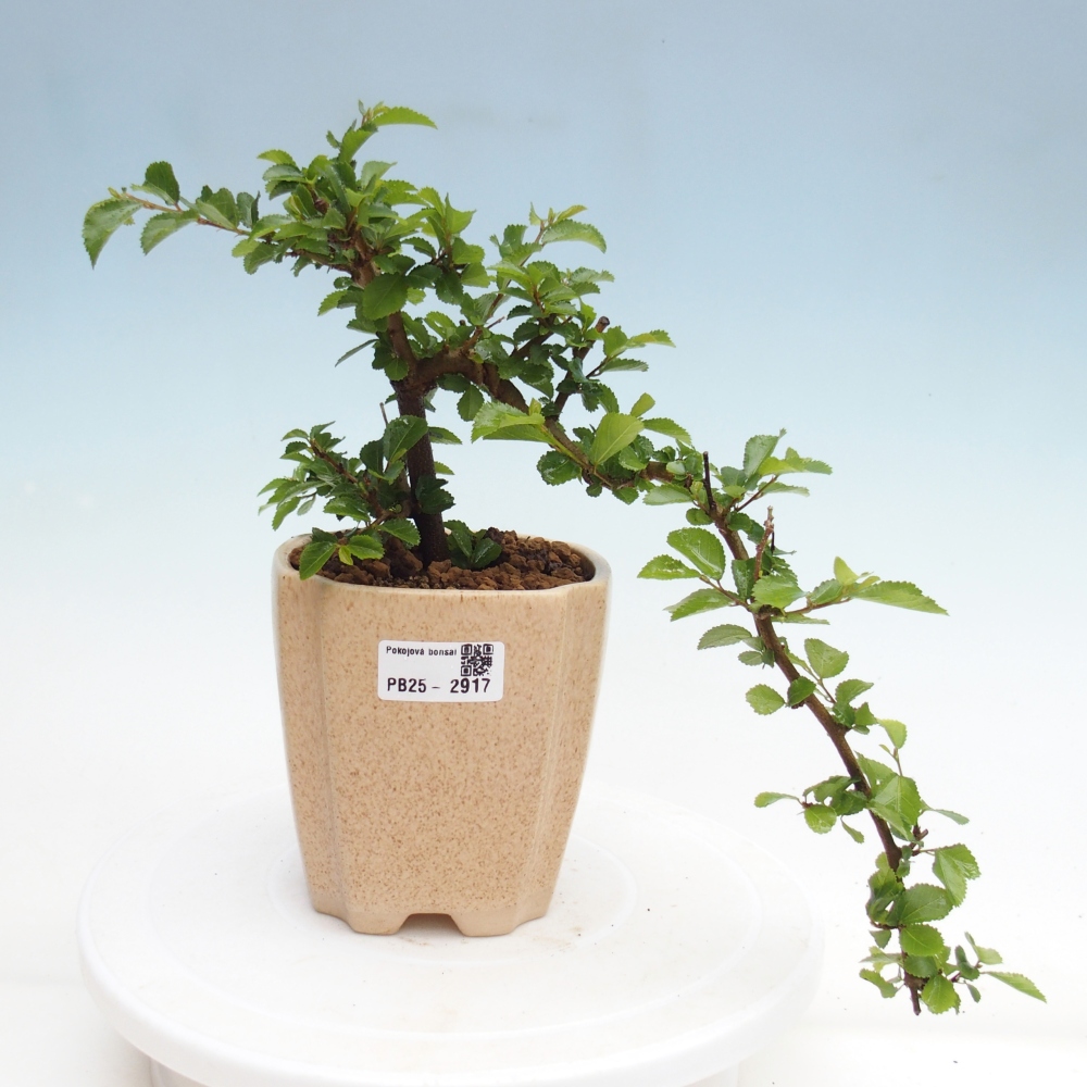 Kryty bonsai - Grewia occidentalis - Lawendowa gwiazda