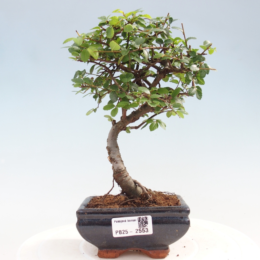 Kryty bonsai - Ulmus parvifolia - Wiąz mały liść