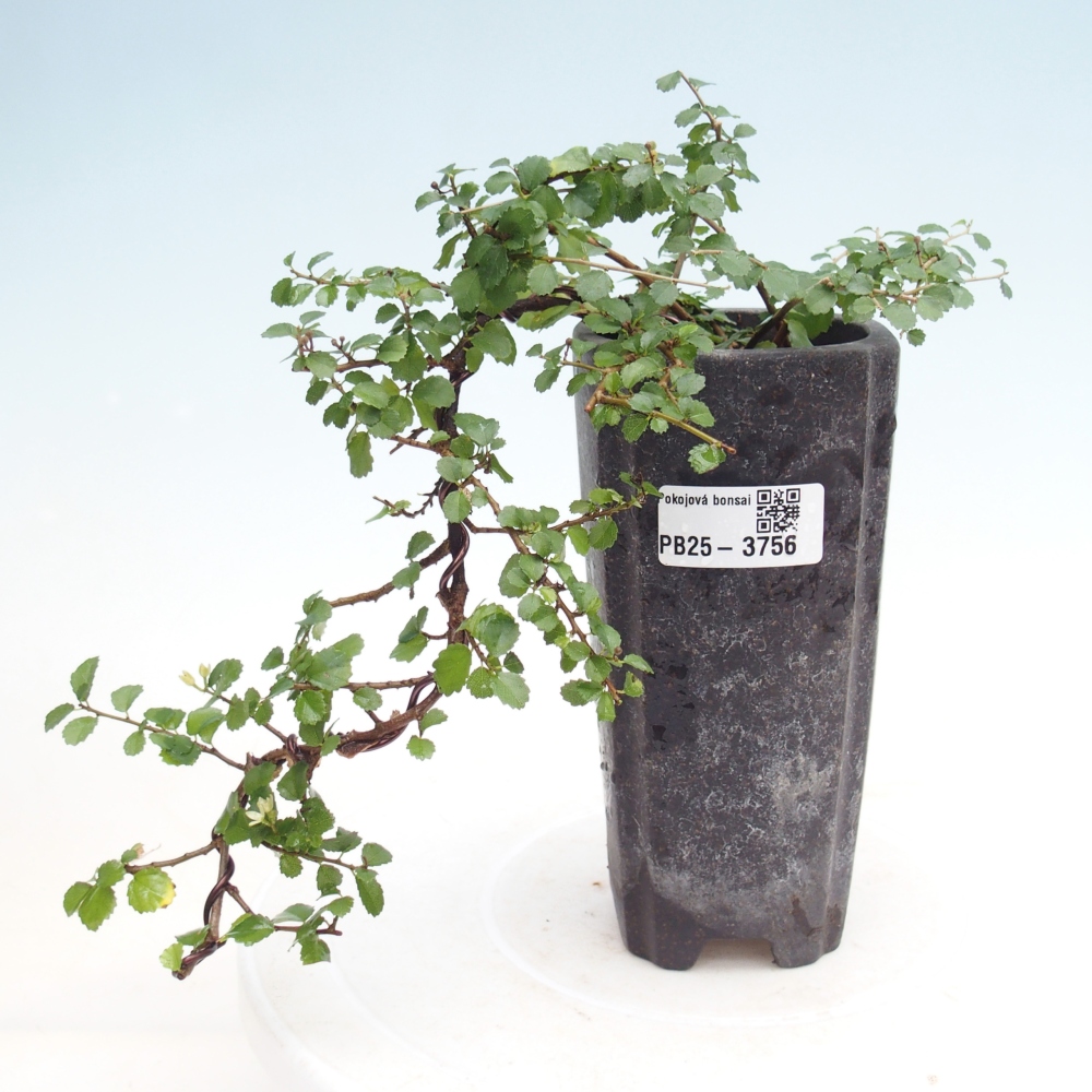 Pokój bonsai - Grewia sp. - Grewia malafolia