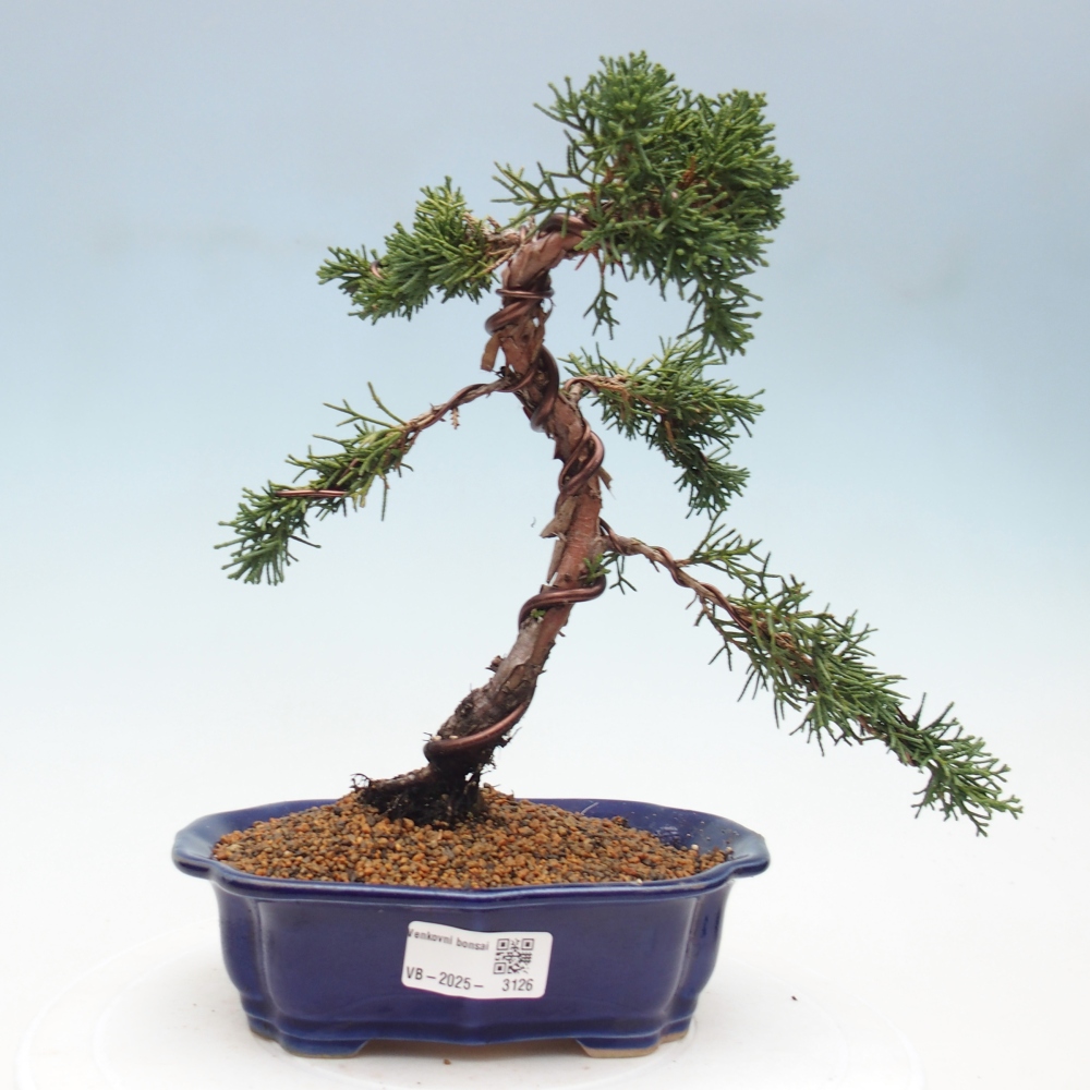 Bonsai zewnętrzne - Juniperus chinensis Kishu - Jałowiec chiński