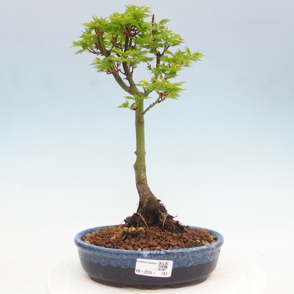 Outdoor bonsai - palma jaworowa Acer palmatum Shishigashira