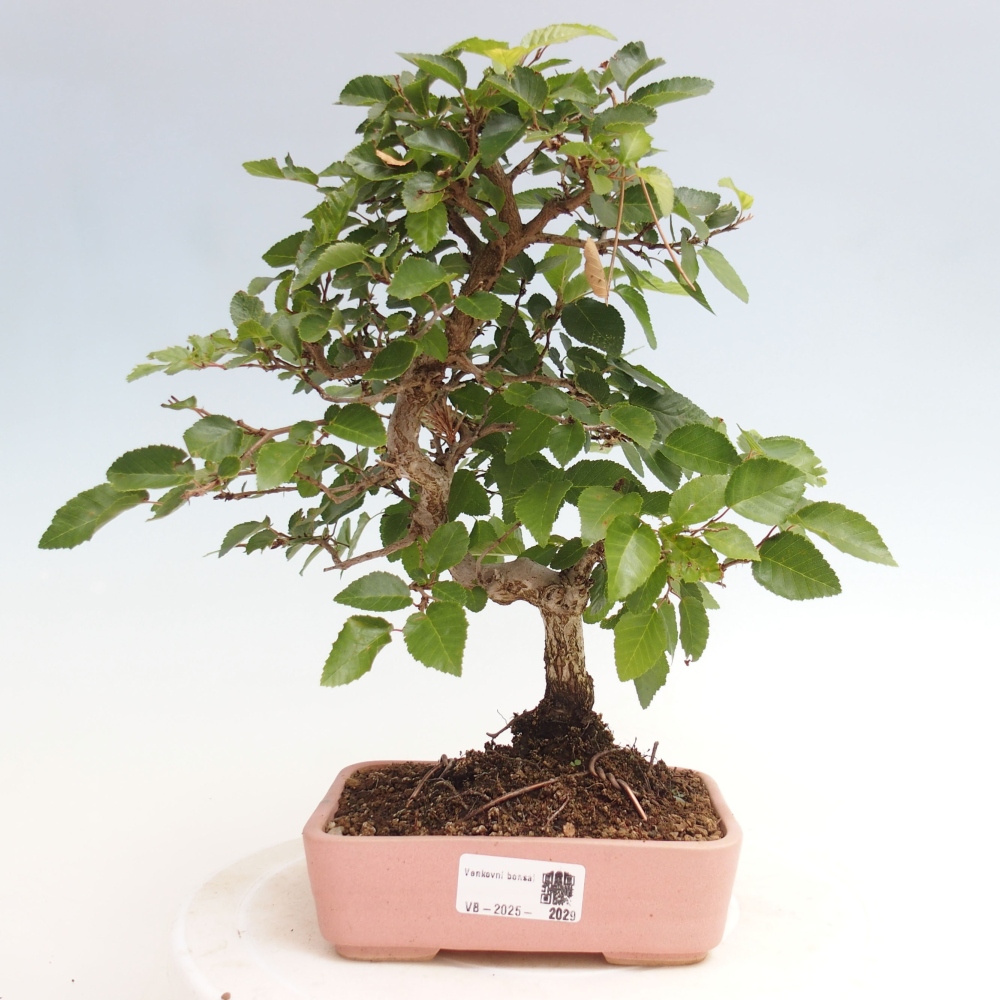 Bonsai zewnętrzne -Carpinus CARPINOIDES - grab koreański