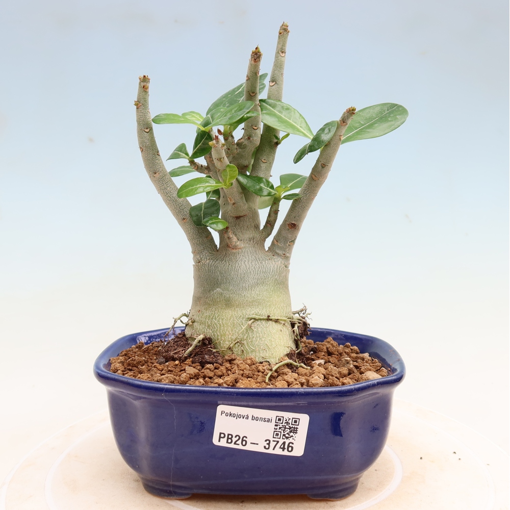 Bonsai pokojowe – Adenium obesum Red Star – Róża pustynna