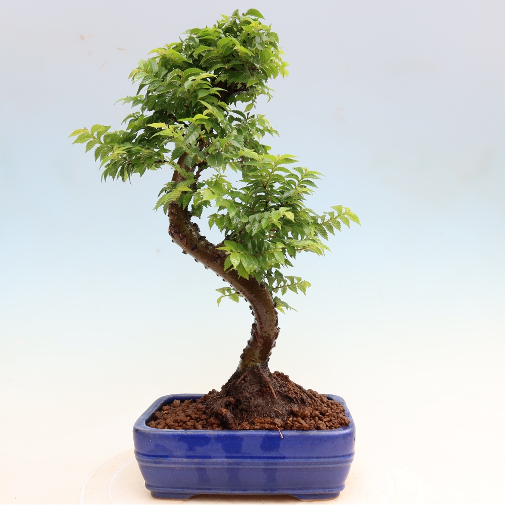 Bonsai ogrodowe – Ulmus Jacqueline Hillier – wiąz piękny