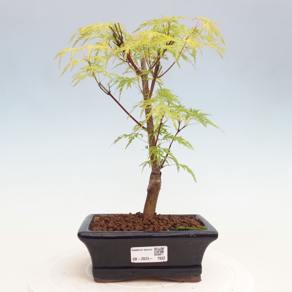 Outdoor bonsai - Acer palmatum Dissectum - Klon japoński 