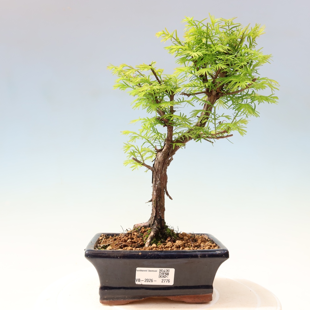 Outdoor bonsai - Metasequoia glyptostroboides - Metasekwoja chińska